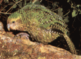 /album/fotogaleria-inicio/solo-quedan-122-loros-kakapos-gif/